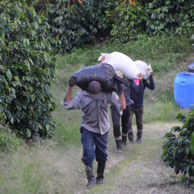 Finca La Quebradaditas – Typica Mejorado Washed - Termal shock