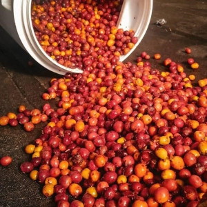 Finca La Quebradaditas – Typica Mejorado Washed - Termal shock Finca La Quebradaditas – Typica Mejorado Washed - Termal shock