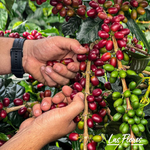 Finca Las Flores (Huila): microlotto Washed Sidra Bourbon