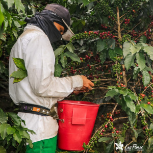 Finca Las Flores (Huila): microlotto Washed Sidra Bourbon