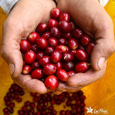 Finca Las Flores (Huila): microlotto Washed Sidra Bourbon