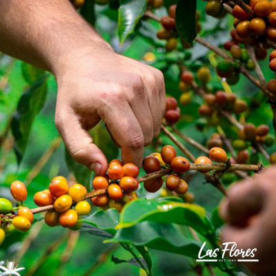 Finca Las Flores (Huila): microlotto Washed Sidra Bourbon