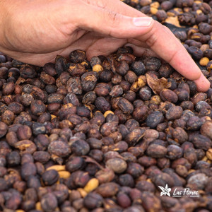 Finca Las Flores (Huila): microlotto Washed Sidra Bourbon
