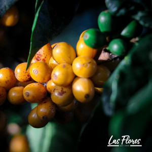 Finca Las Flores (Huila): microlotto Washed Sidra Bourbon