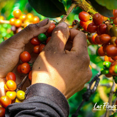 Colombia Finca Las Flores – Microlot Washed Ombligón Specialty Coffee