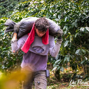 Colombia Finca Las Flores – Microlot Washed Ombligón Specialty Coffee