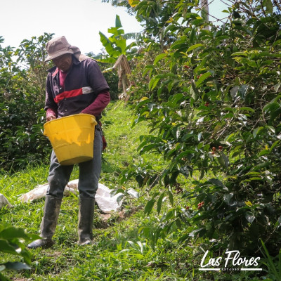 Colombia Finca Las Flores – Microlot Washed Ombligón Specialty Coffee