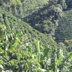 Colombia Finca Las Flores – Microlot Washed Ombligón Specialty Coffee