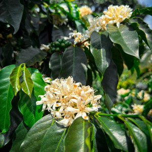 Colombia Finca Las Flores – Microlot Washed Ombligón Specialty Coffee