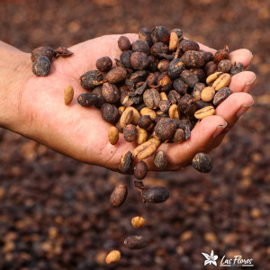 Colombia Finca Las Flores – Microlot Washed Ombligón Specialty Coffee