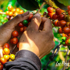 Colombia Finca Las Flores – Microlot Washed Ombligón Specialty Coffee