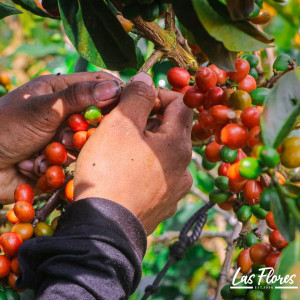 Colombia Finca Las Flores – Microlot Washed Ombligón Specialty Coffee