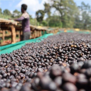 Forest cultivation and sun-drying on raised beds – Nensebo, Sidamo (Ethiopia).