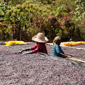 Coltivazione in foresta e essiccazione al sole su letti rialzati – Nensebo, Sidamo (Etiopia).