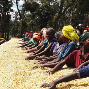 Forest cultivation and sun-drying on raised beds – Nensebo, Sidamo (Ethiopia).