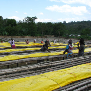 Forest cultivation and sun-drying on raised beds – Nensebo, Sidamo (Ethiopia).