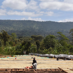 Forest cultivation and sun-drying on raised beds – Nensebo, Sidamo (Ethiopia).