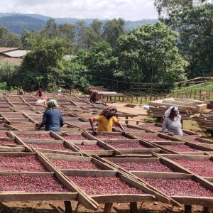 Coltivazione in foresta e essiccazione al sole su letti rialzati – Nensebo, Sidamo (Etiopia).
