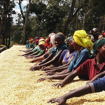 Etiopia Nensebo – Natural Sidamo Gr.1