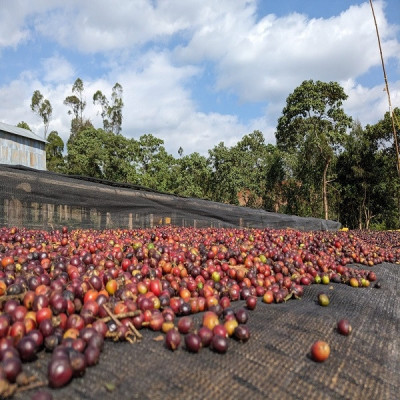 Etiopia Nensebo – Natural Sidamo Gr.1