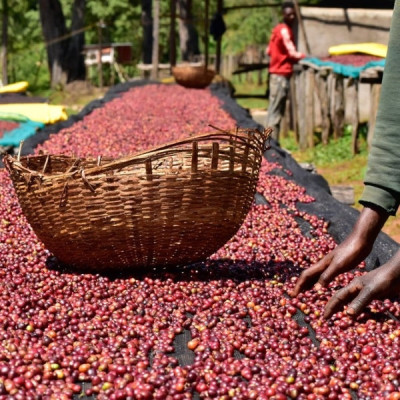 Etiopia Nensebo – Washed Sidamo Gr.1