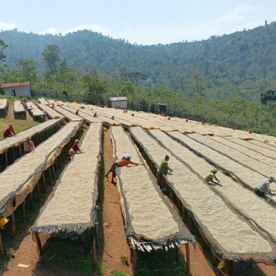 Etiopia Nensebo – Washed Sidamo Gr.1